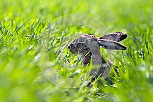 Hare, brown hare in field 3