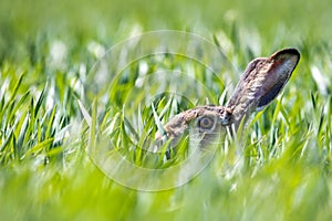 Hare, brown hare in field 5