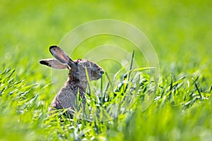 Hare, brown hare in field 6