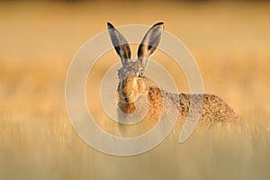 Hare in the Cornfield