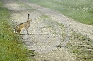 Hare crossing country lane