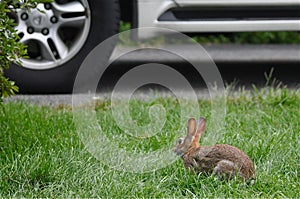 Hare In Danger