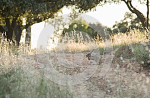 Hare at dehesa pastoral management state at sunset, Badajoz, Spa