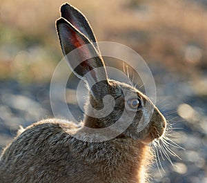 Hare eating grass in the morning sun