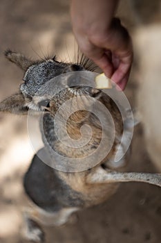 Hare eating from human