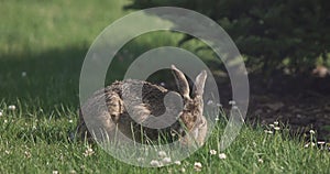 A hare eats clover on a meadow