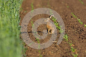 Hare in a field