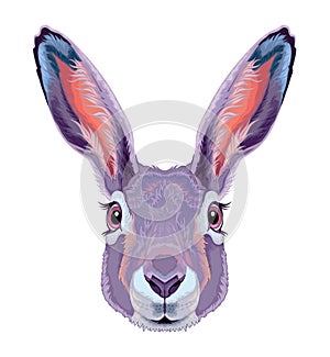 Hare frontal view, vector isolated animal