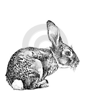 The hare in full growth sits sideways sketch vector