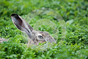 Hare hare in the grass. Wild natural conditions