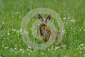 Hare in the Grassland