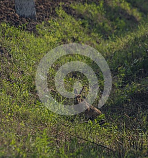 Hare in green grass near railway track in east Slovakia in summer morning