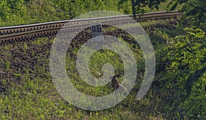 Hare in green grass near railway track in east Slovakia in summer morning