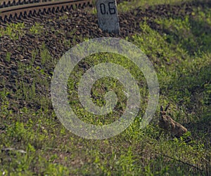 Hare in green grass near railway track in east Slovakia in summer morning