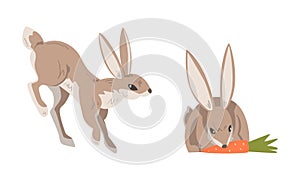 Hare or Jackrabbit as Animal with Long Ears and Grayish Brown Coat Sitting with Carrot and Jumping Vector Set