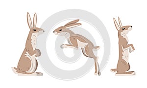 Hare or Jackrabbit as Animal with Long Ears and Grayish Brown Coat in Sitting and Jumping Pose Vector Set