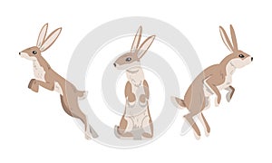 Hare or Jackrabbit as Animal with Long Ears and Grayish Brown Coat in Sitting and Jumping Pose Vector Set