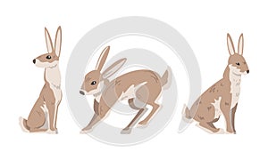 Hare or Jackrabbit as Animal with Long Ears and Grayish Brown Coat in Sitting and Jumping Pose Vector Set