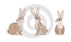 Hare or Jackrabbit as Animal with Long Ears and Grayish Brown Coat in Sitting Pose Vector Set