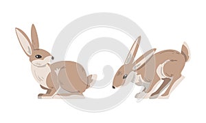 Hare or Jackrabbit as Animal with Long Ears and Grayish Brown Coat in Sitting Pose Vector Set