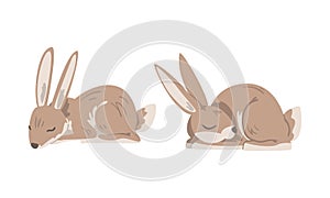 Hare or Jackrabbit as Animal with Long Ears and Grayish Brown Coat in Sleeping Pose Vector Set