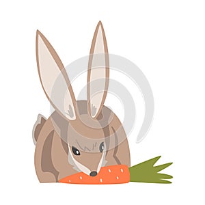 Hare or Jackrabbit as Swift Animal with Long Ears and Grayish Brown Coat Gnawing Carrot Vector Illustration