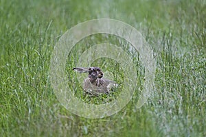 Hare or jackrabbit, leporids, siiting in the long grass of meadow