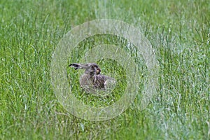 Hare or jackrabbit, leporids, siiting in the long grass of meadow