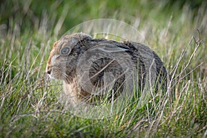 Hare or Jackrabbit (Lepus saxatilis)