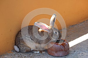 Hare photo