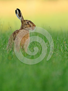 Hare ( Lepus europaeus )