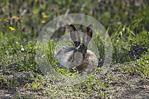 A Hare (Lepus europaeus) resting.