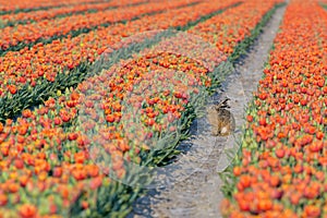 A hare lepus europaeus sits in the sun between the rows of flowers in a tulip field