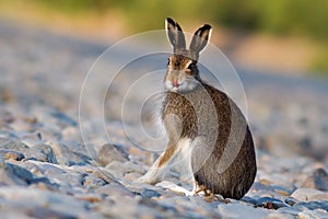 Hare (Lepus timidus) shows tongue photo