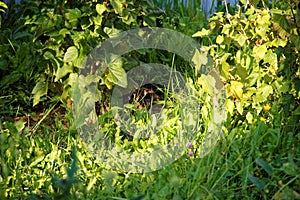 The hare lying in the grass under a currant Bush