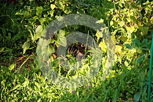The hare lying in the grass under a currant Bush