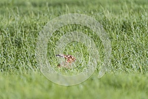 Hare in the Pasture in Springtime