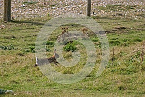 Hare on Pastureland at Rye