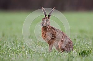 Hare photo