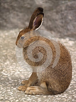 Hare in profile