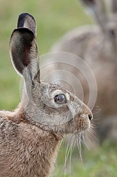 Hare profile