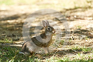 Hare photo