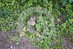 Hare photo