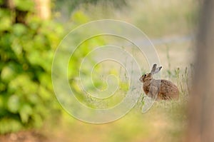 Hare, rabbit