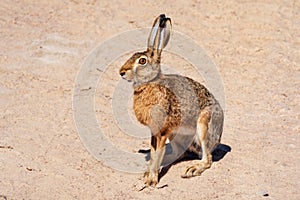 Hare rabbit in sandy arid place