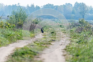 Hare on the road in the morning