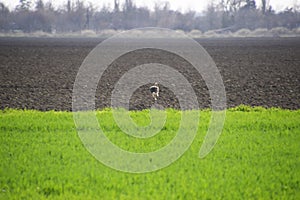 Hare running across the field is a hare. A frightened hare