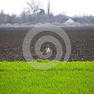 Hare running across the field is a hare. A frightened