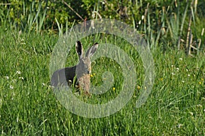 Hare running across the fields and meadows. Escape from the hunter. Mammal with long ears