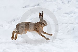 Hare running in the field